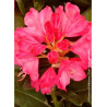 RHODODENDRON CONSTANZE