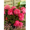 RHODODENDRON CONSTANZE