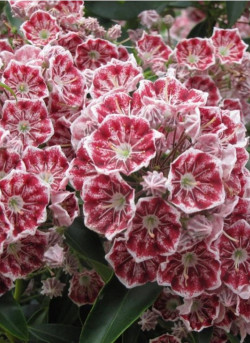 KALMIA latifolia PINWHEEL