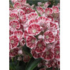 KALMIA latifolia PINWHEEL