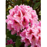 RHODODENDRON COSMOPOLITAN