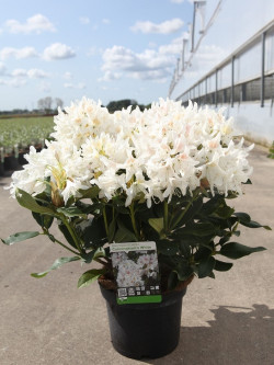 RHODODENDRON CUNNINGHAM'S WHITE En pot de 10-12 litres