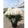 RHODODENDRON CUNNINGHAM'S WHITE En pot de 10-12 litres
