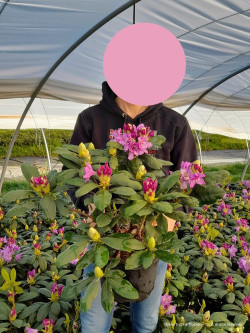 RHODODENDRON FASTUOSUM PLENUM En pot de 7-10 litres