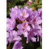 RHODODENDRON FASTUOSUM PLENUM
