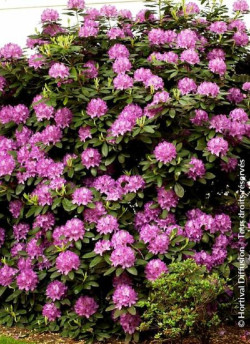 RHODODENDRON FASTUOSUM PLENUM