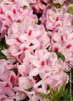 RHODODENDRON FURNIVALL'S DAUGHTER