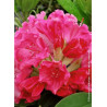 RHODODENDRON GERMANIA