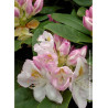 RHODODENDRON GOMER WATERER