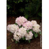 RHODODENDRON GOMER WATERER