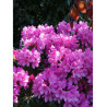 RHODODENDRON GRAZIELLA