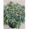 RHODODENDRON GRAZIELLA