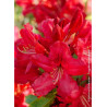 RHODODENDRON HUGH KOSTER