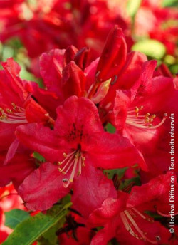 RHODODENDRON HUGH KOSTER