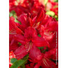 RHODODENDRON HUGH KOSTER
