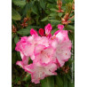 RHODODENDRON LEM'S MONARCH