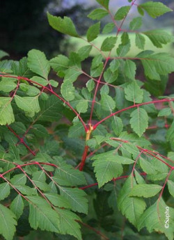 KOELREUTERIA paniculata CORAL SUN
