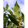 LAURUS nobilis