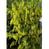 LABURNUM watereri VOSSII