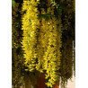 LABURNUM watereri VOSSII