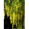 LABURNUM watereri VOSSII