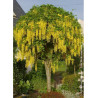 LABURNUM watereri VOSSII