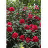 RHODODENDRON LORD ROBERTS