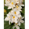 RHODODENDRON MADAME MASSON