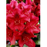 RHODODENDRON NOVA ZEMBLA
