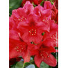 RHODODENDRON NOVA ZEMBLA