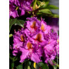 RHODODENDRON RED EYE