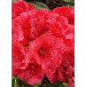 RHODODENDRON RED JACK