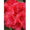 RHODODENDRON RED JACK