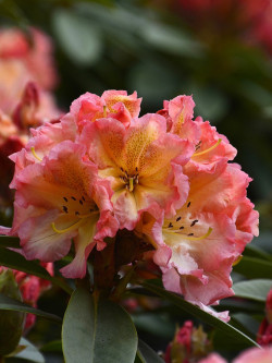 RHODODENDRON SUN FIRE
