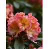 RHODODENDRON SUN FIRE