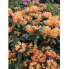 RHODODENDRON SUN FIRE