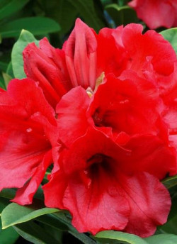 RHODODENDRON TORNADO