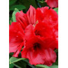 RHODODENDRON TORNADO