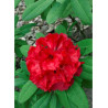 RHODODENDRON TORNADO