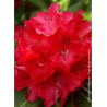 RHODODENDRON WILGENS RUBY