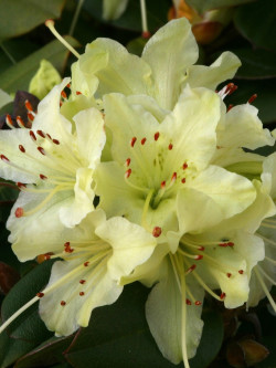 RHODODENDRON NAIN SHAMROCK