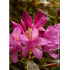 RHODODENDRON ponticum VARIEGATUM