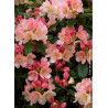 RHODODENDRON PERCY WISEMAN