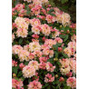 RHODODENDRON PERCY WISEMAN