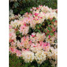 RHODODENDRON PERCY WISEMAN