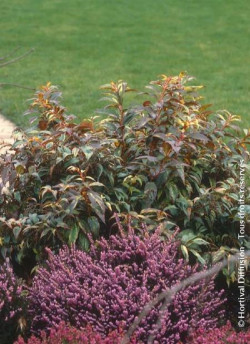 LEUCOTHOE fontanesiana RAINBOW