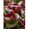 LEUCOTHOE axillaris CURLY RED