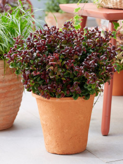 LEUCOTHOE axillaris CURLY RED