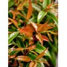 LEUCOTHOE walteri ROYAL RUBY