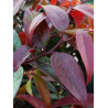 LEUCOTHOE walteri ROYAL RUBY